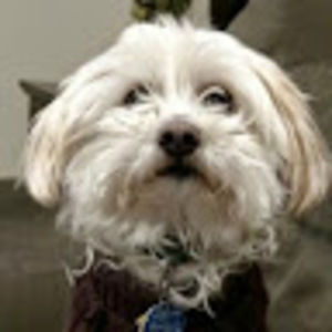 Meet your Posher, Karla